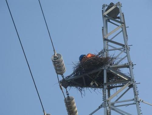 驅(qū)鳥(niǎo)3.jpg 驅(qū)鳥(niǎo)3.jpg